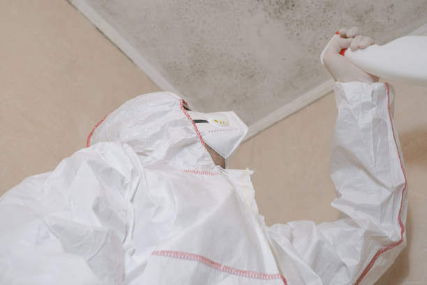 Best Post-Flood Mold Remediation in Tuckahoe, NY