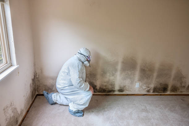 Tuckahoe, NY Mold Remediation Company