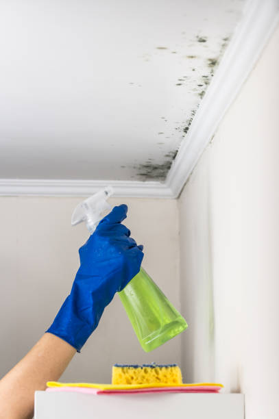 Best Kitchen Mold Remediation in Tuckahoe, NY